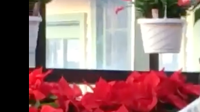 Gilly Assuncao es un joven con una voz prodigiosa.