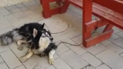 Husky aúlla dos canciones y así reconocen que, efectivamente, es el perro perdido.