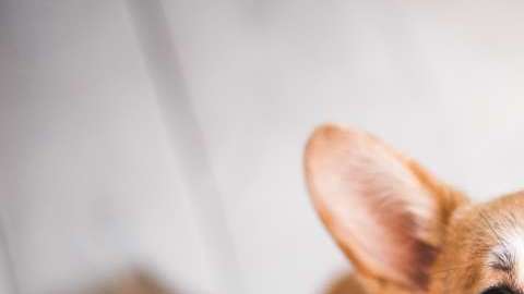 El Corgi de dos años, había desaparecido dos semanas anres de su casa.