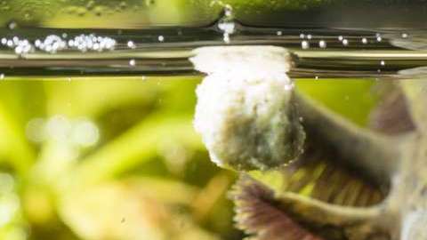 Los ajolotes pueden reconectar su sistema nervioso, luego de una lesión severa.