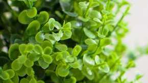 La plataforma cuenta con más de 170 millones de usuarios