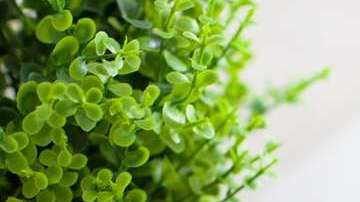 La plataforma cuenta con más de 170 millones de usuarios