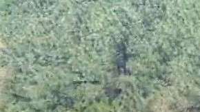 Los vagones llevan varias semanas abandonados.