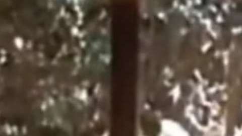 En YouTube hay varios videos sobre "El Chapo", incluido este donde, supuestamente, interroga a un enemigo.