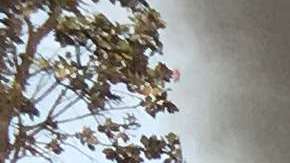 La erupción volcánica surge del suelo y bloquea una vía.