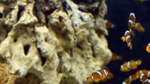 Cuidado con conectar un acuario a tu red informática.