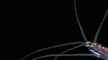 Kril se refiere a un solo crustáceo pero también a miles de ellos.