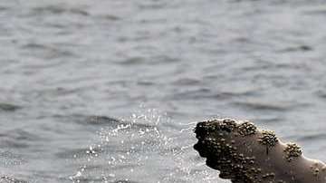 Estos cetáceos fueron blanco de cazadores.