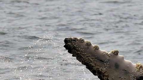 Estos cetáceos fueron blanco de cazadores.