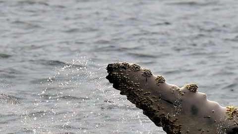 Estos cetáceos fueron blanco de cazadores.