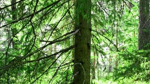 Las bayas o frutas del bosque son un ingrediente habitual de la dieta nórdica.