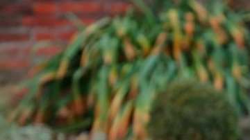 Desde que se anunció el compromiso entre Meghan Markle y el príncipe Harry, la moda de ella es referencia.