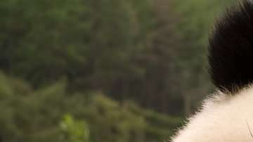 El Centro de Conservación de Osos Panda Gigantes de Chengdu.