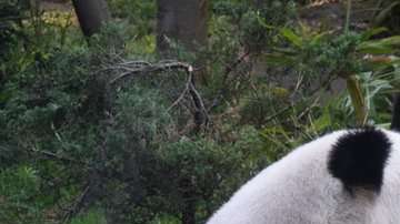 Shuan Shuan es descendiente de los dos pandas que China regaló a México en 1975.