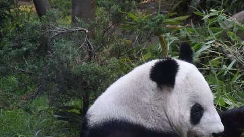 Shuan Shuan es descendiente de los dos pandas que China regaló a México en 1975.