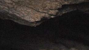 El apareamiento de los antechinus puede durar hasta 14 horas.