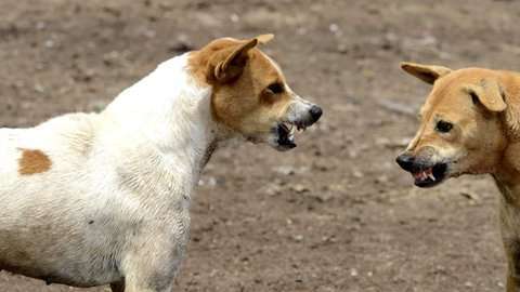 Los habitantes locales ven con desconfianza a los perros callejeros.