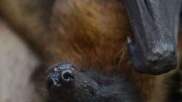 El virus Nipah es transmitido por murciélagos.