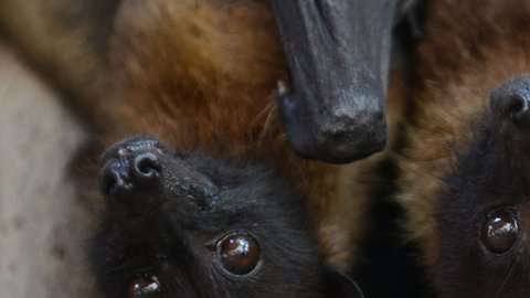 El virus Nipah es transmitido por murciélagos.