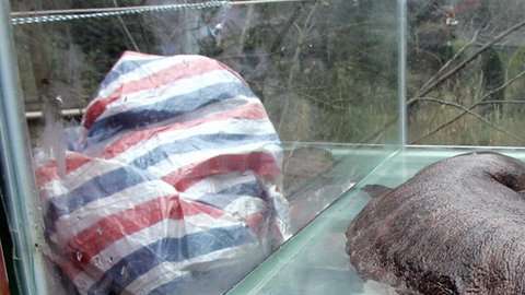 Muchos consideran a este animal una suerte de "fósil viviente".