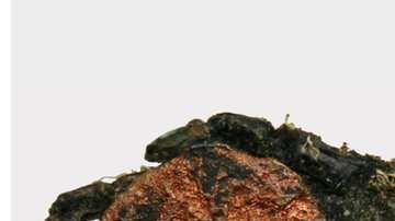 Los restos fueron encontrados en un poblado en el sur de Hungría.