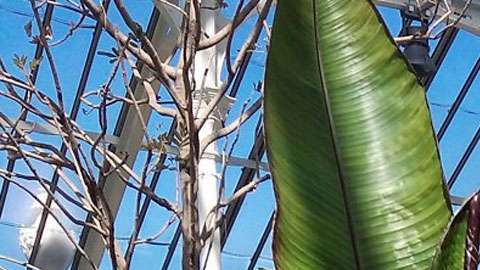 La falsa banana o ensete parece un banano pero no produce frutos.