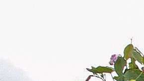 En la epidemia de ébola anterior, el virus se expandió.