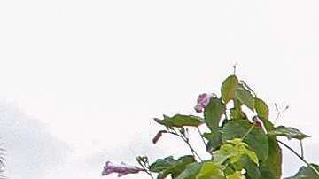 En la epidemia de ébola anterior, el virus se expandió.