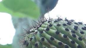 México tiene el único cactus que "camina".