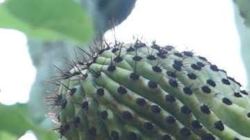 México tiene el único cactus que "camina".