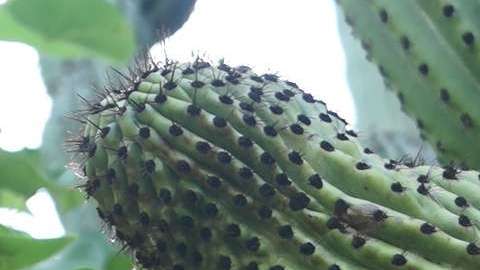 México tiene el único cactus que "camina".