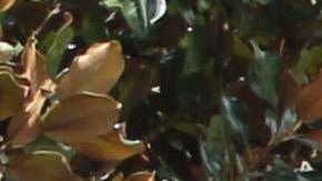 Es común que parte de una vivienda caiga en un hueco en partes de Florida.