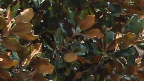 Es común que parte de una vivienda caiga en un hueco en partes de Florida.