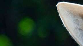 La jirafa murió accidentalmente, según el zoológico