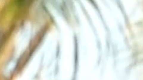 Andrés García en "Ventaneando"