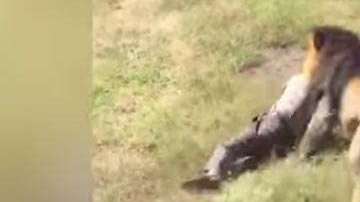 El ataque ocurrió en Marakele Predator Center, de Sudáfrica.