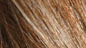 Te damos las claves para tener un pelo divino.