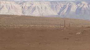 Los equinos quedaron atrapados en el fango.