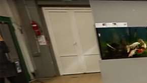 La cabra Zabiyaka eligió entre los seis países favoritos