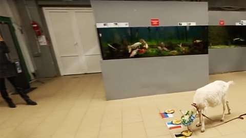 La cabra Zabiyaka eligió entre los seis países favoritos