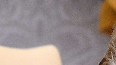 El presidente Trump mantiene su plan contra la banda MS-13.