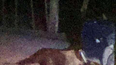 Mueren tres militares en emboscada en Guerrero.