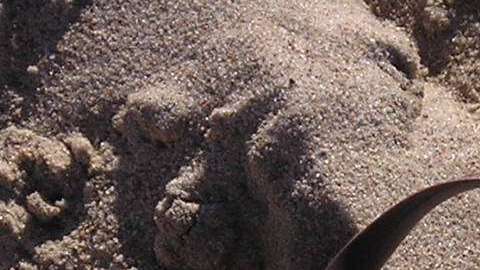 La chancla sigue golpeando. Morguefile