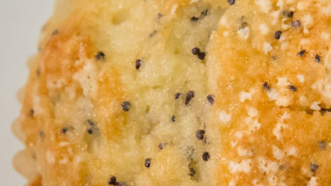 Muffin publicado por la CDC que entre sus semillas esconde cinco garrapatas.