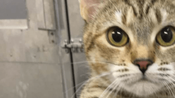 El proyecto White Coat Waste Project sostiene que los gatos podrían ser adoptados tras el experimento.