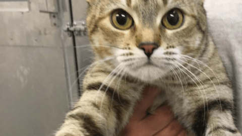 El proyecto White Coat Waste Project sostiene que los gatos podrían ser adoptados tras el experimento.