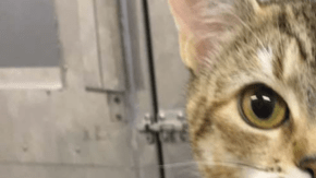 El proyecto White Coat Waste Project sostiene que los gatos podrían ser adoptados tras el experimento.