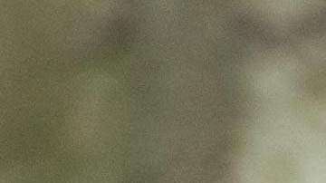 La población de leopardos de Amur se estima en unos cincuenta en la naturaleza en todo el mundo.