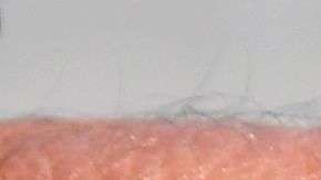 Insecto que trasmite el Zika