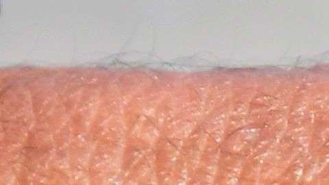 Insecto que trasmite el Zika